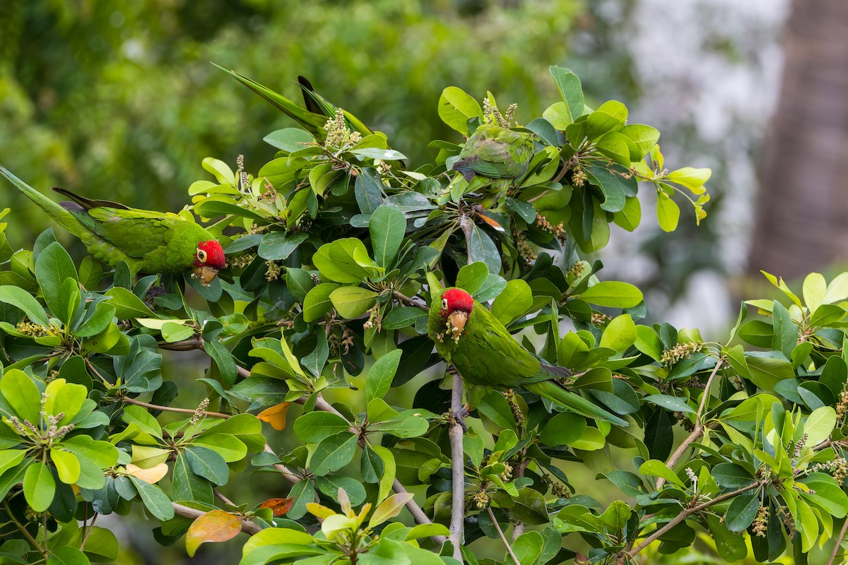 Red-masked Parakeet - ML647376491