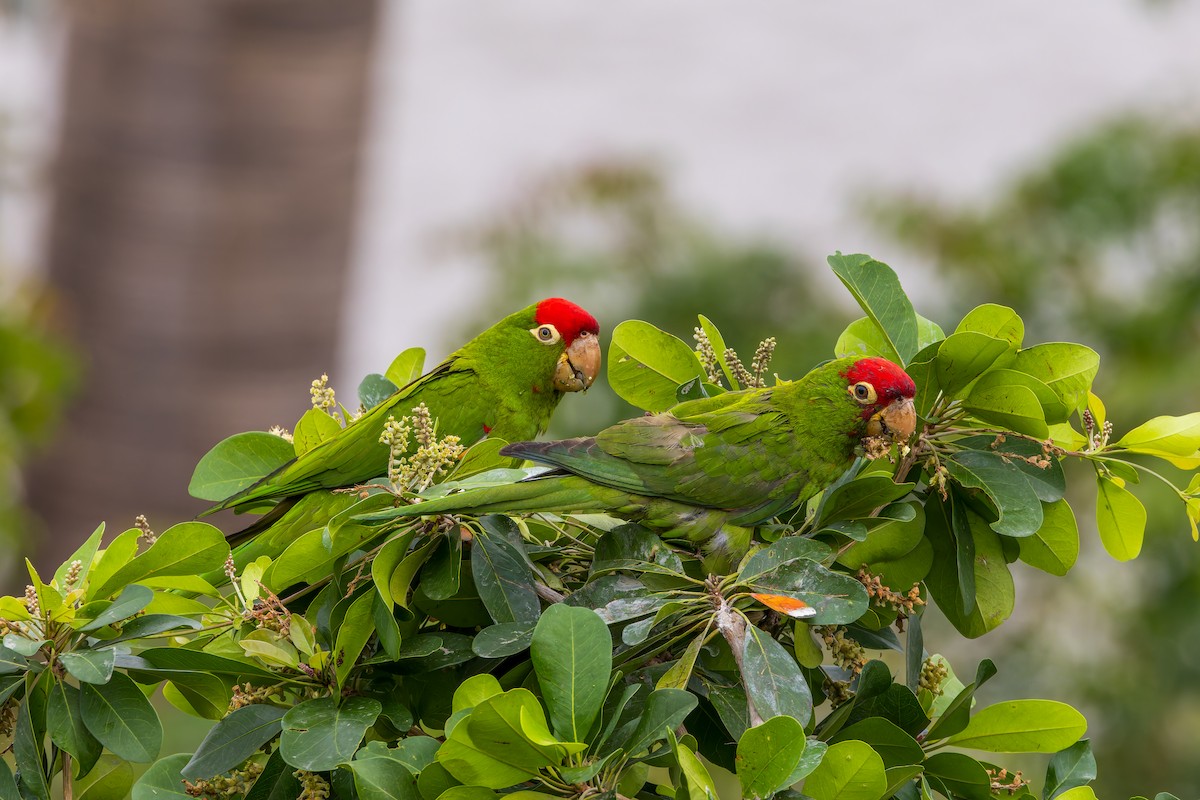 Red-masked Parakeet - ML647376492