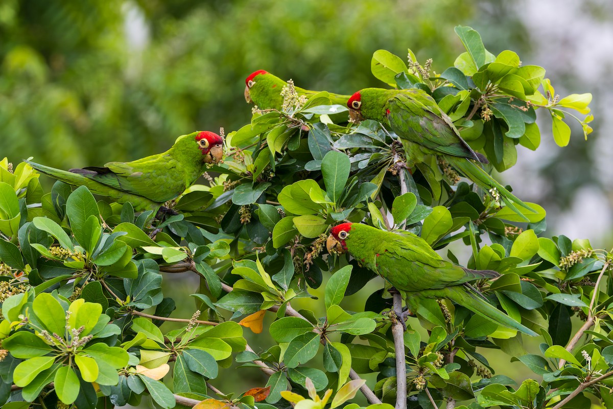Red-masked Parakeet - ML647376493
