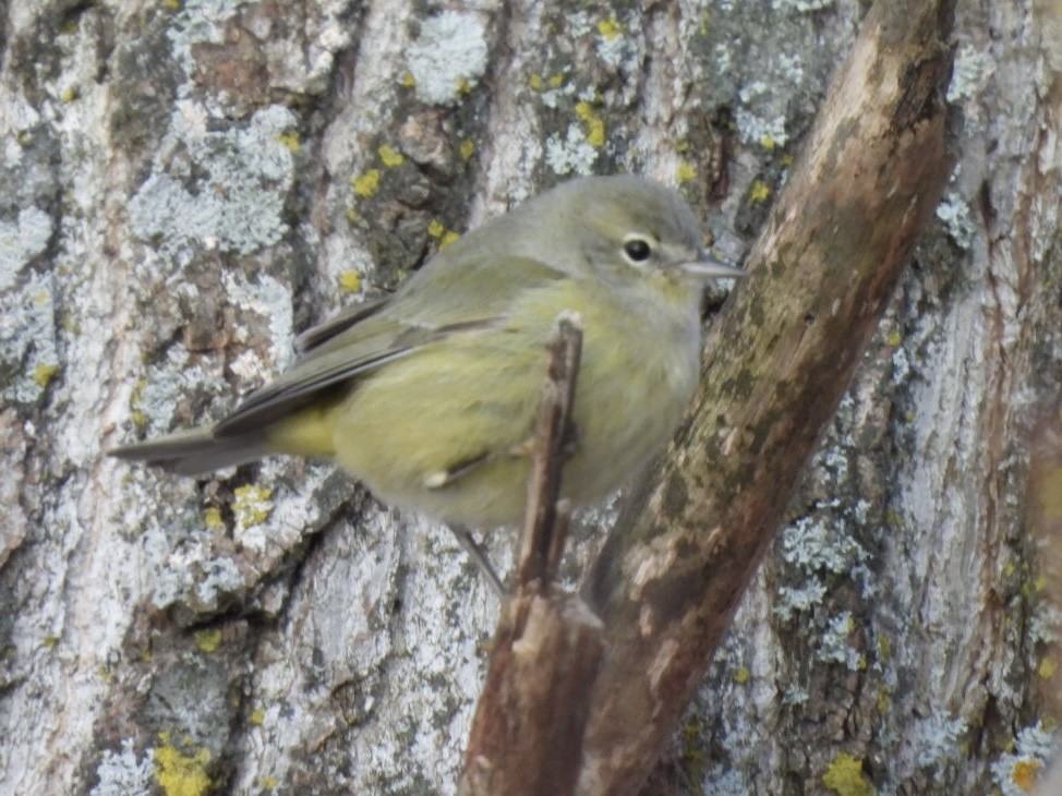 Orange-crowned Warbler - ML647376494