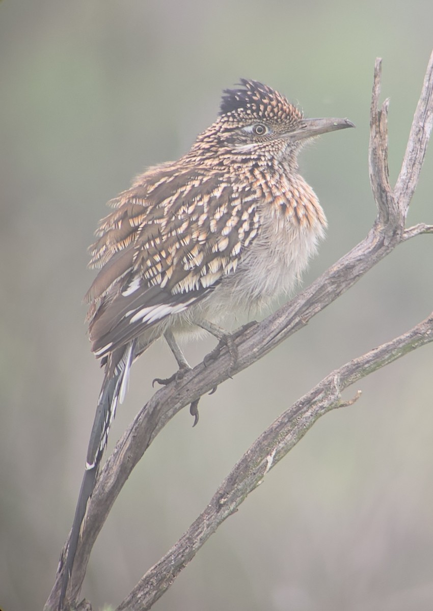 Greater Roadrunner - ML647376501