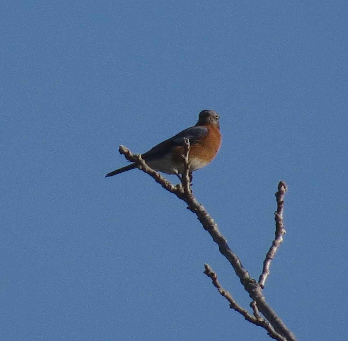 Блакитник східний - ML647376505