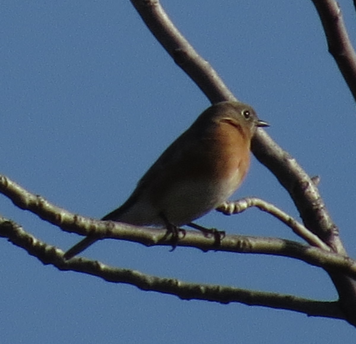 Блакитник східний - ML647376506