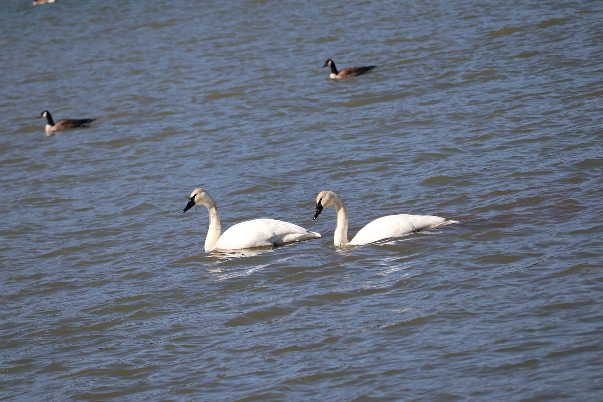 Trumpeter Swan - ML647376513