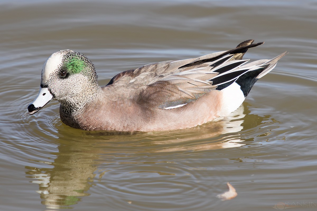 Американская свиязь - ML647376514