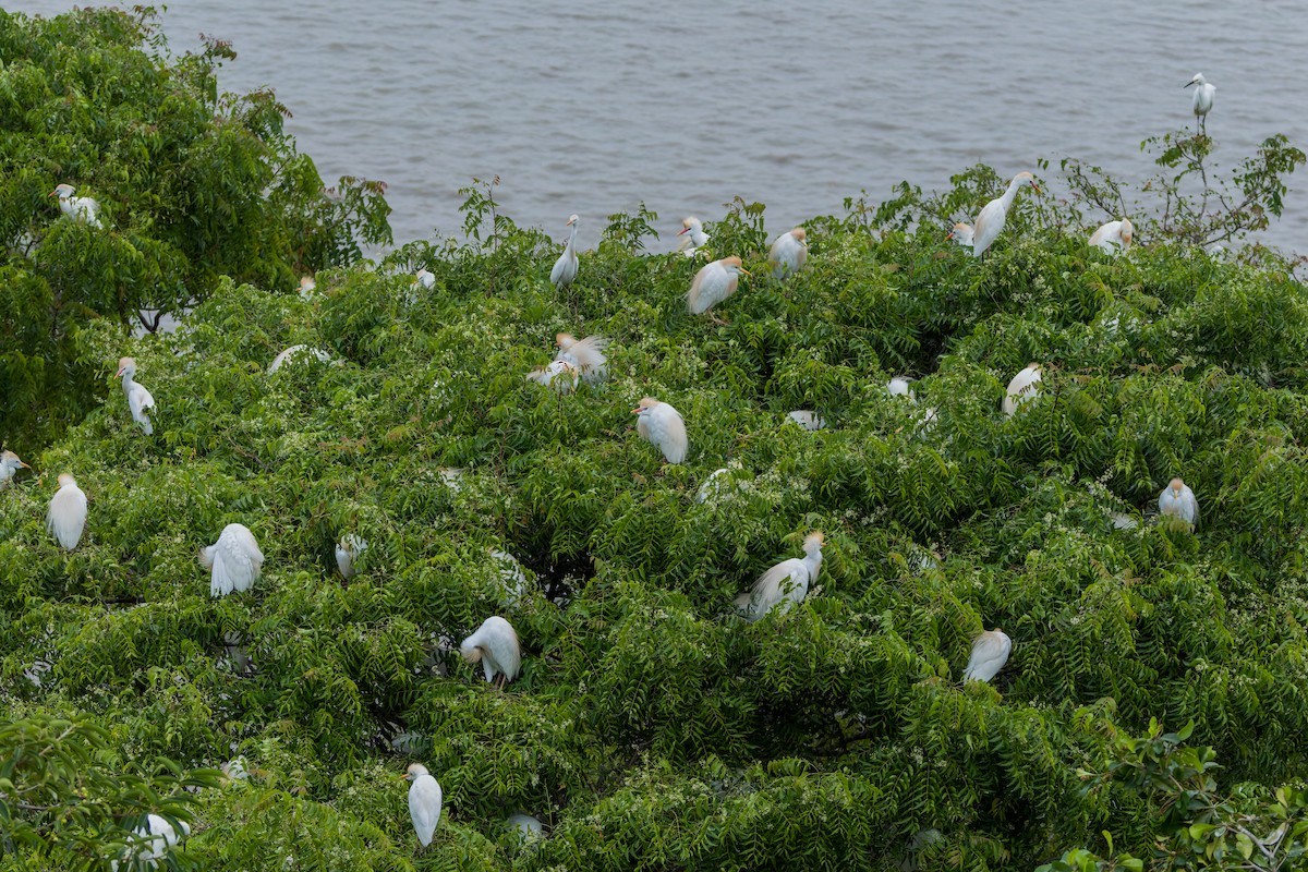 Western Cattle-Egret - ML647376523