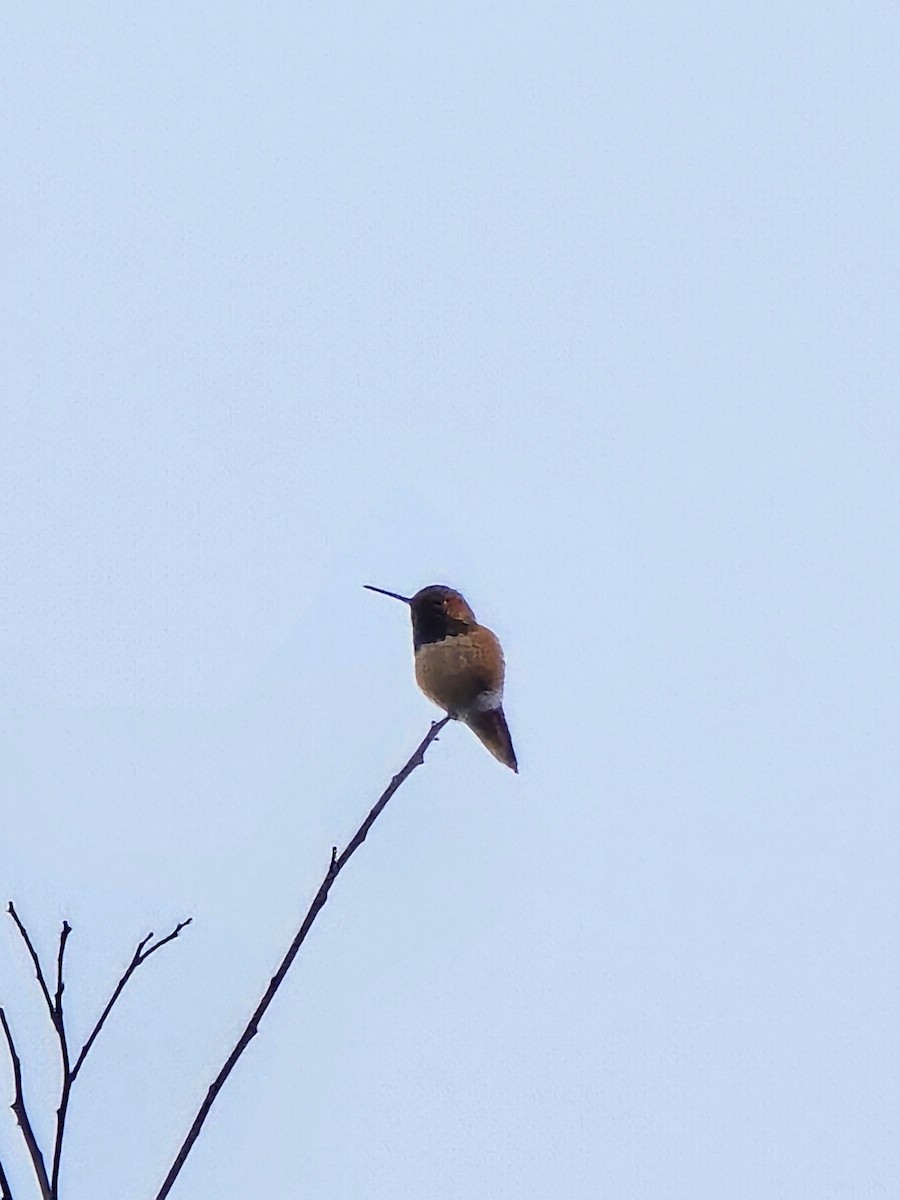 Allen's Hummingbird - ML647376525