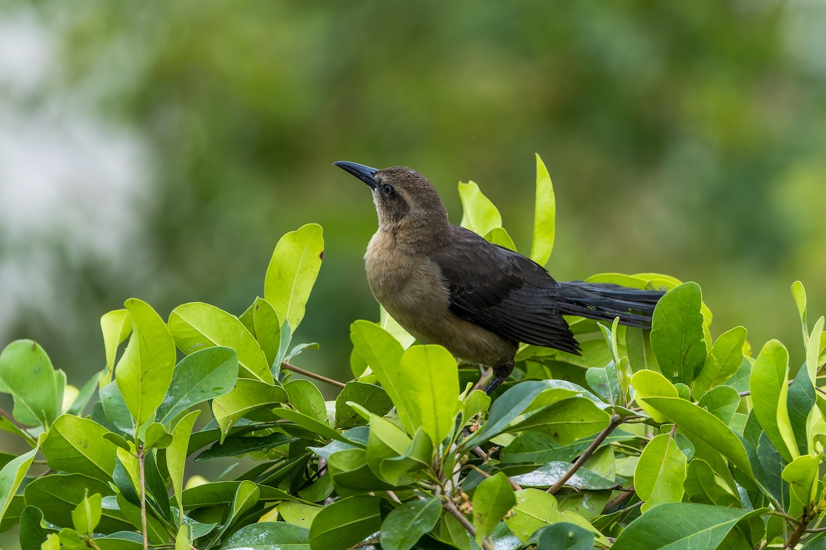 Great-tailed Grackle - ML647376527