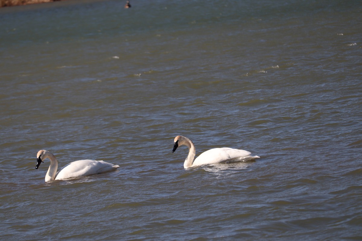 Trumpeter Swan - ML647376530