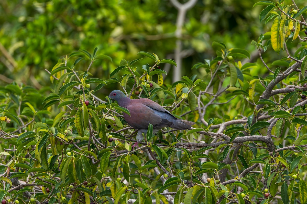 Pale-vented Pigeon - ML647376531