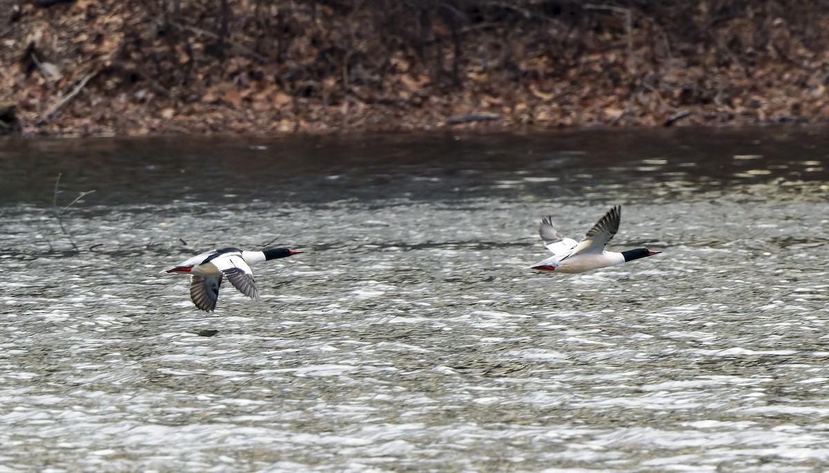 カワアイサ - ML647376543