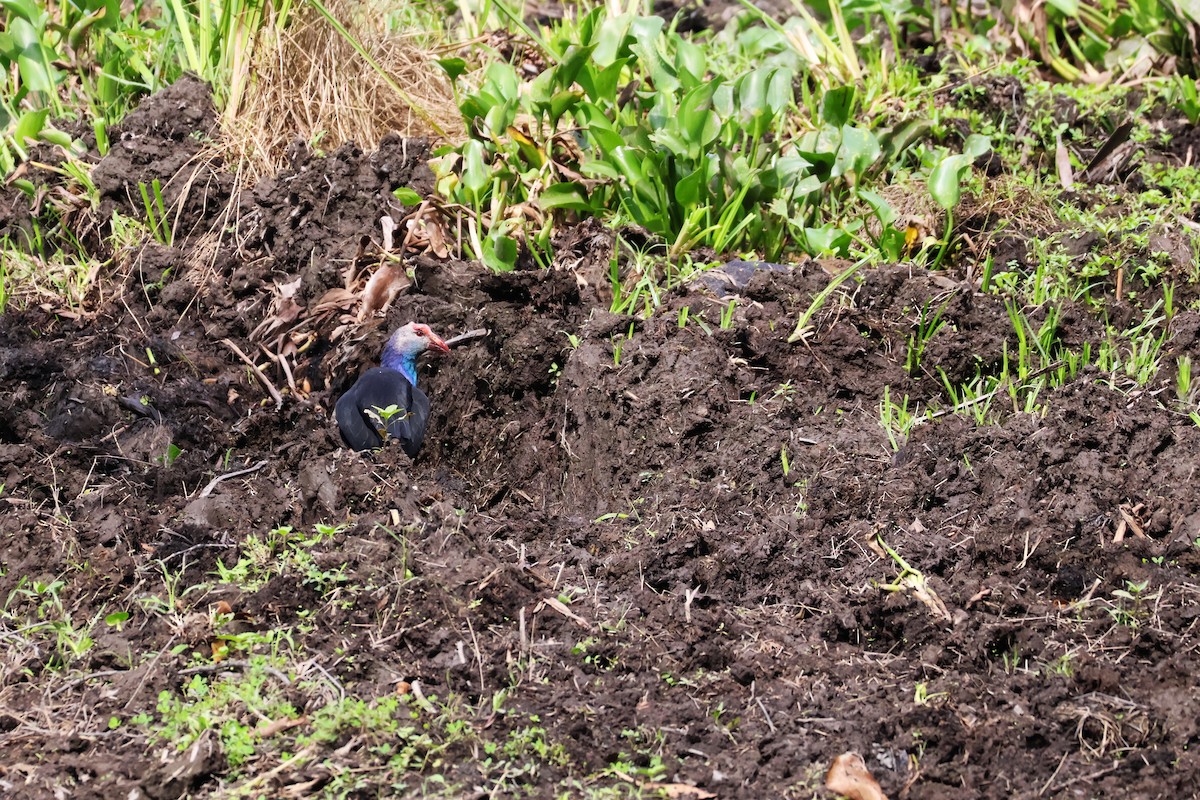 Gray-headed Swamphen - ML647376555