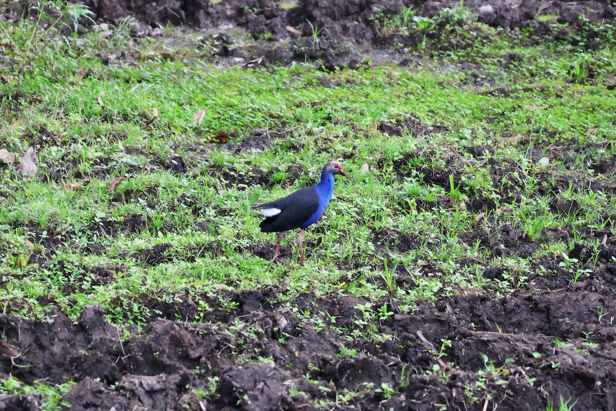 Gray-headed Swamphen - ML647376556