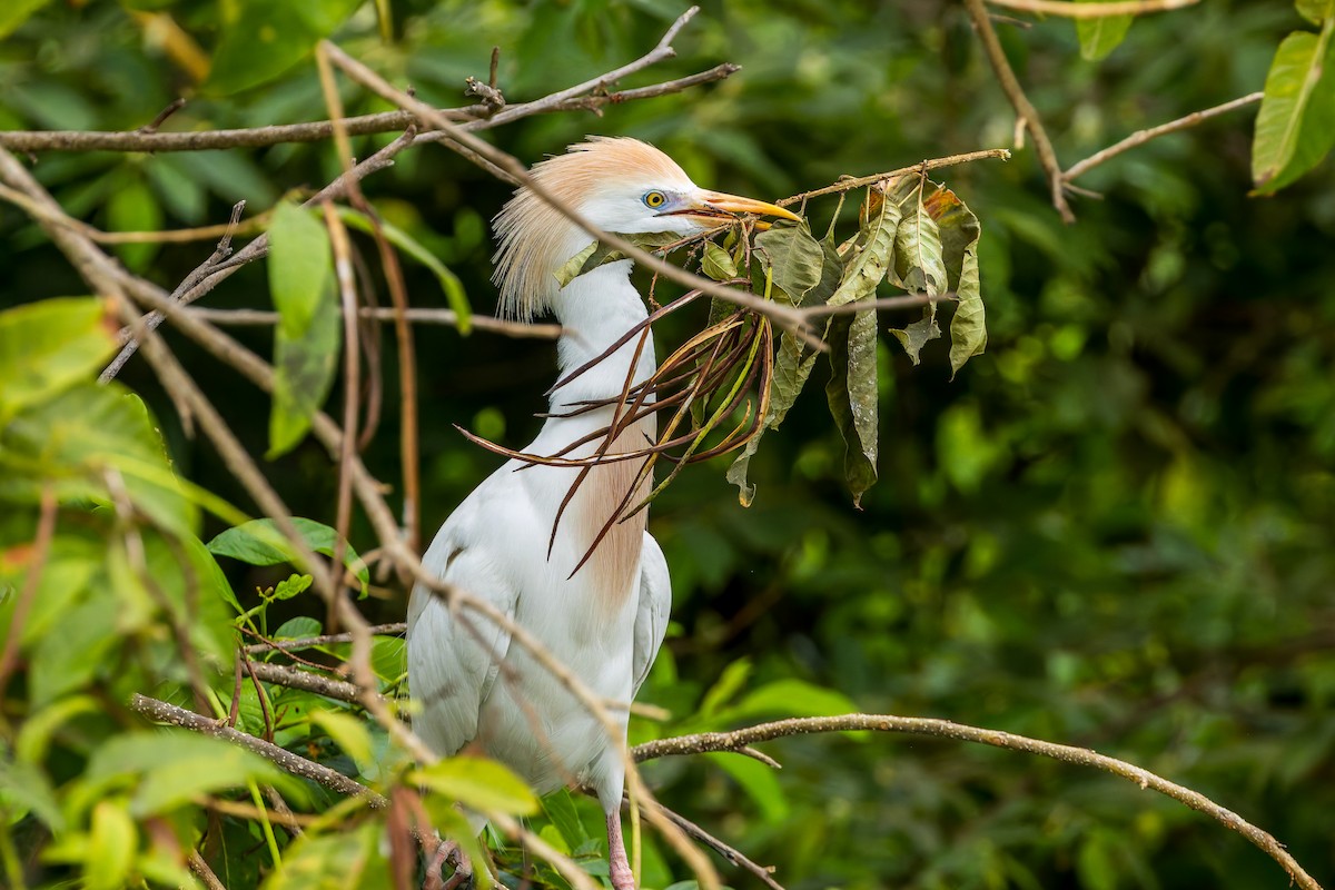 Western Cattle-Egret - ML647376562
