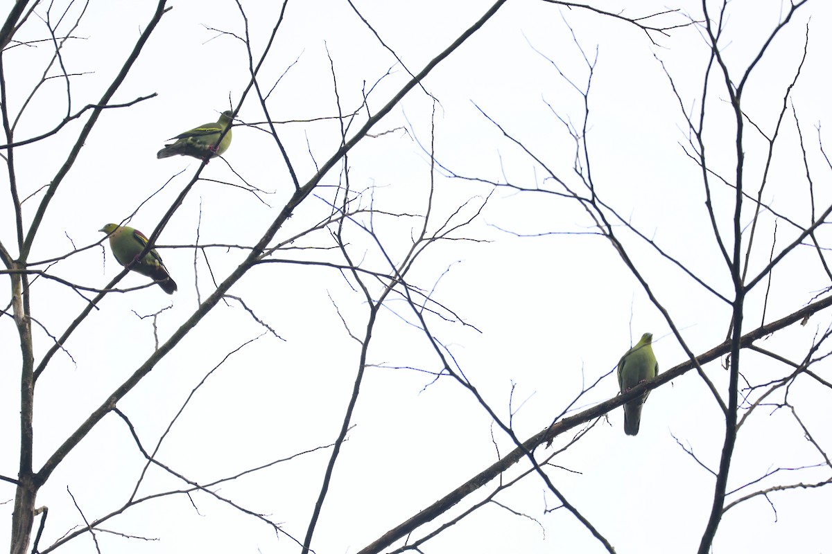 Ashy-headed Green-Pigeon - ML647376569