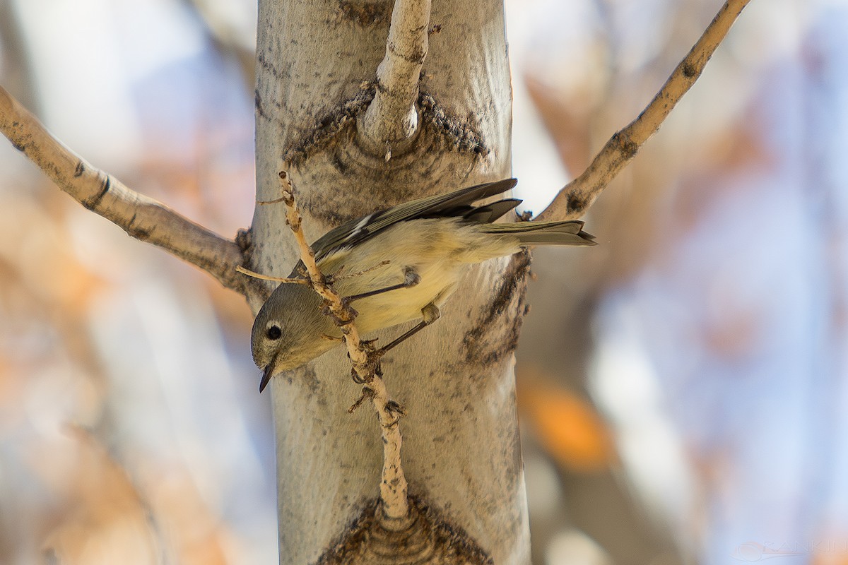 Рубиноголовый королёк - ML647376572