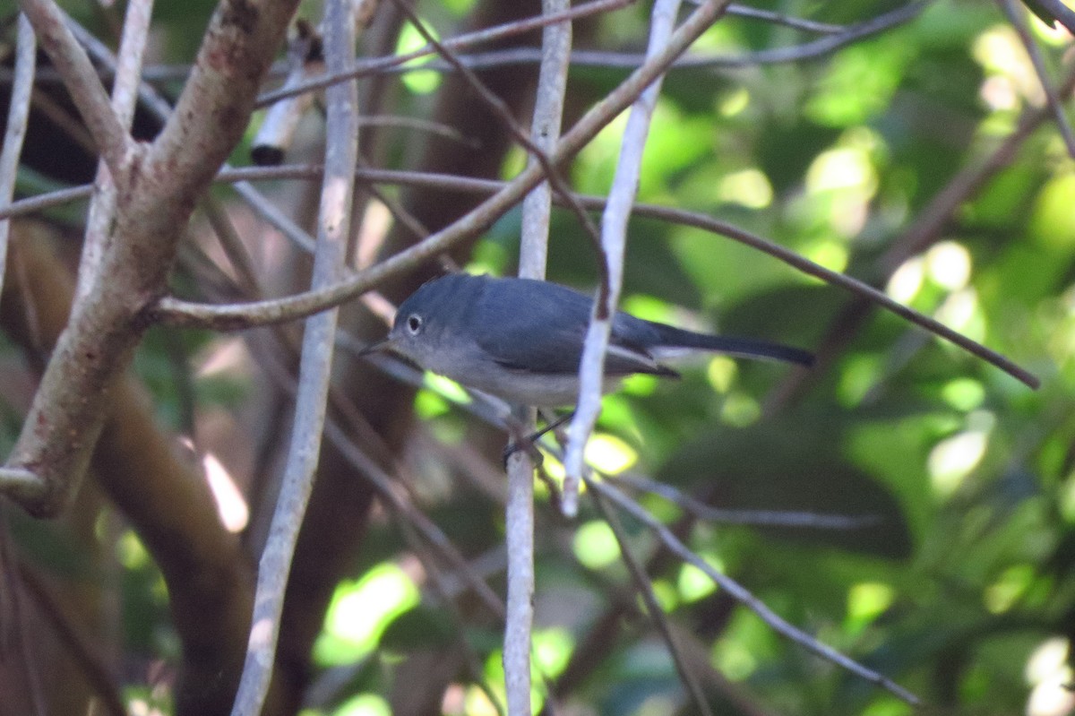 Blue-gray Gnatcatcher - ML647376575
