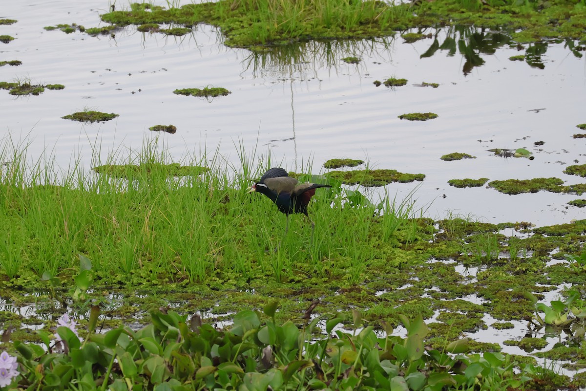 Jacana Bronceada - ML647376577