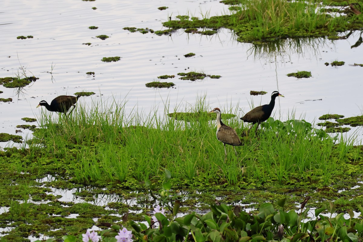 Bronze-winged Jacana - ML647376578