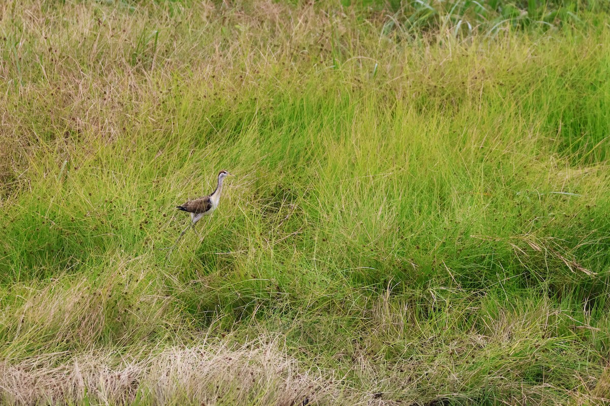 Jacana Bronceada - ML647376579