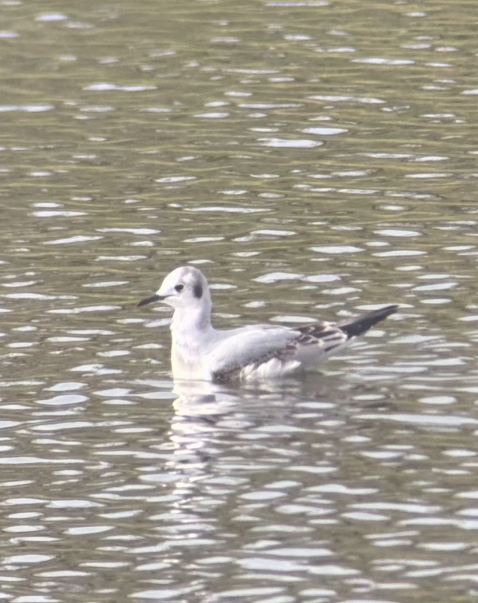 Bonaparte's Gull - ML647376581