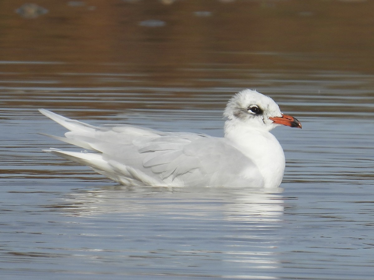 שחף שחור-ראש - ML647376586
