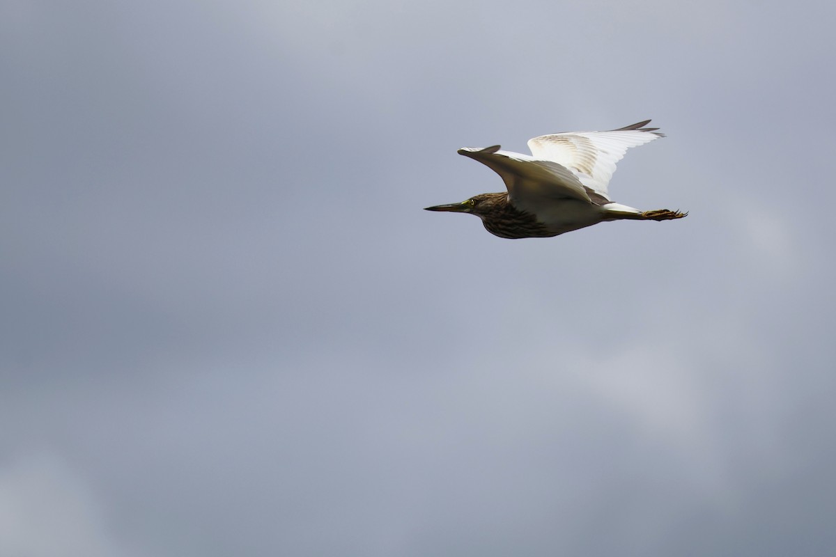 Garcilla China - ML647376589