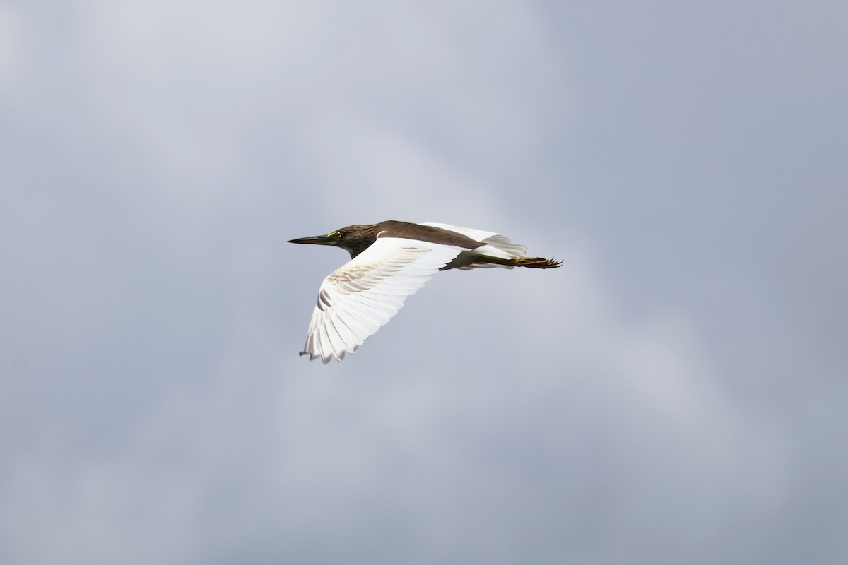 Garcilla China - ML647376591