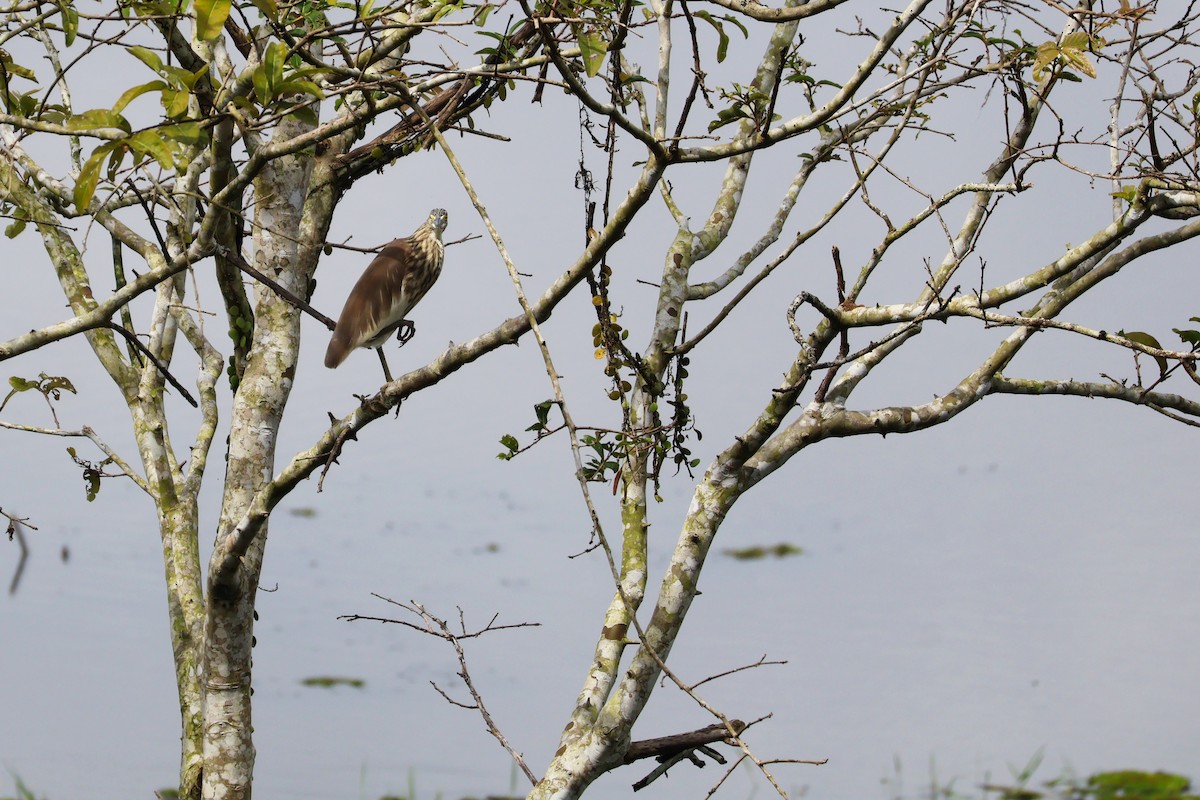 Garcilla China - ML647376592