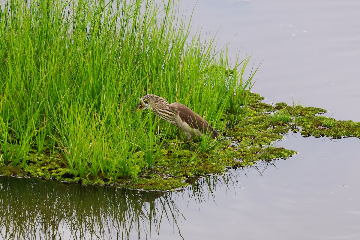 Garcilla China - ML647376593