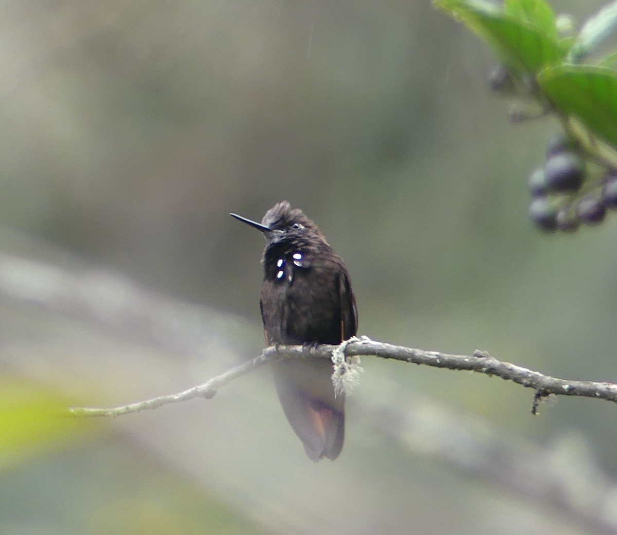 Black-hooded Sunbeam - ML647376594