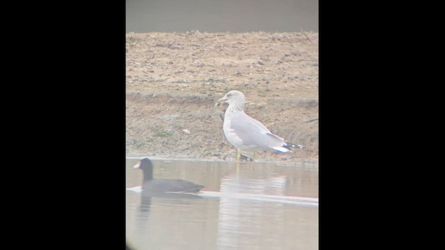 Gaviota de Delaware - ML647376595