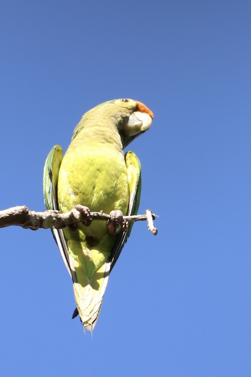 Orange-fronted Parakeet - ML647376597
