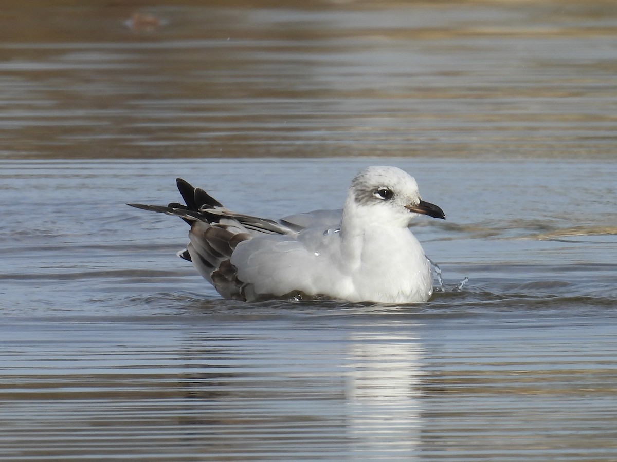 שחף שחור-ראש - ML647376599