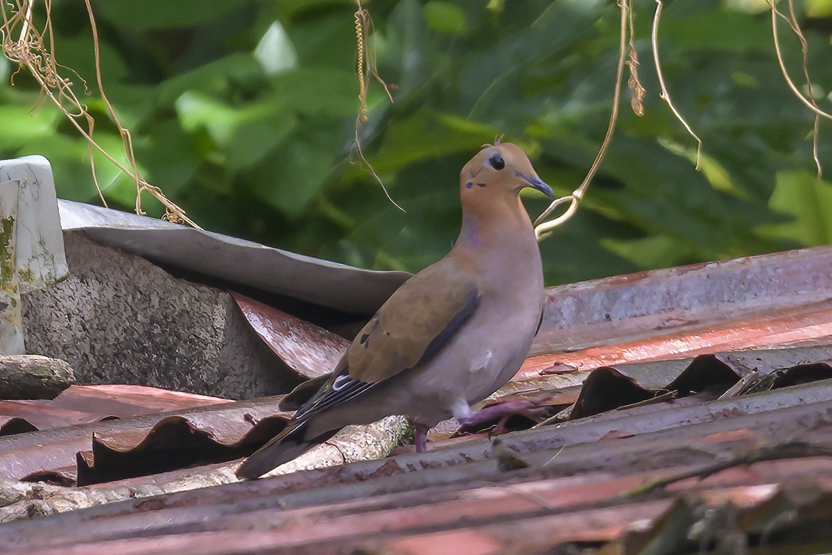 Zenaida Caribeña - ML647376603