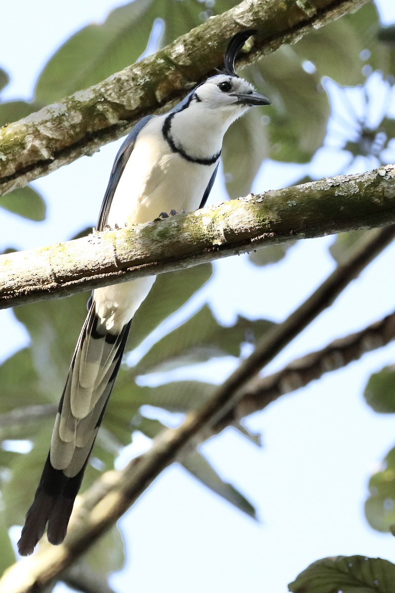 Urraca Hermosa Cariblanca - ML647376604
