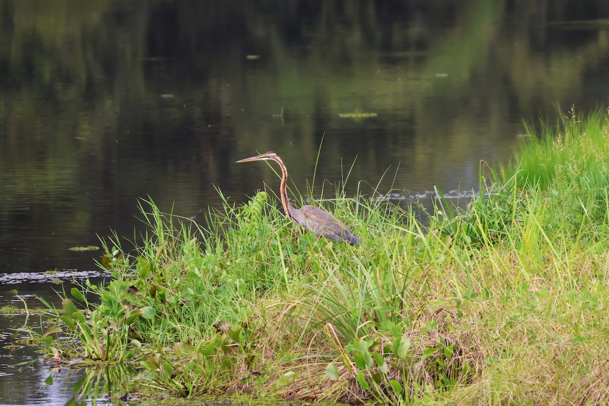 Garza Imperial - ML647376607