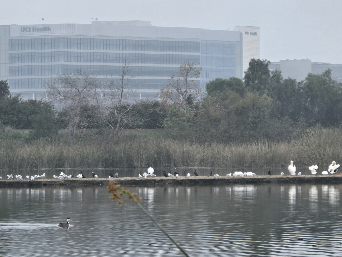 Pelícano Norteamericano - ML647376608