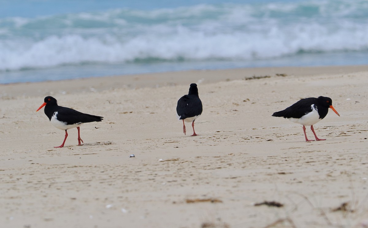 Ostrero Pío Australiano - ML647376609