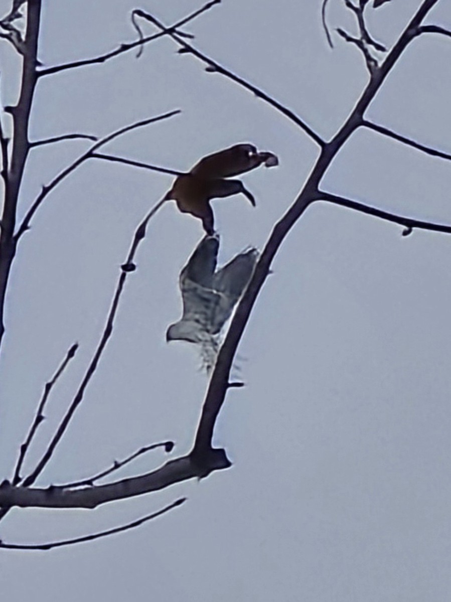 Elanio Maromero - ML647376611