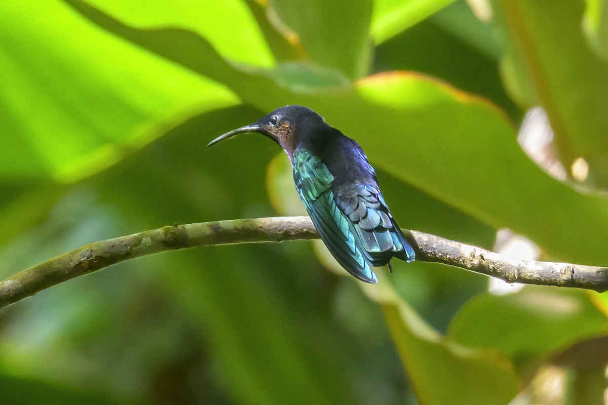 Colibrí Caribeño Gorjimorado - ML647376615