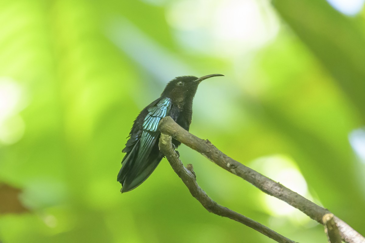 Colibrí Caribeño Gorjimorado - ML647376616