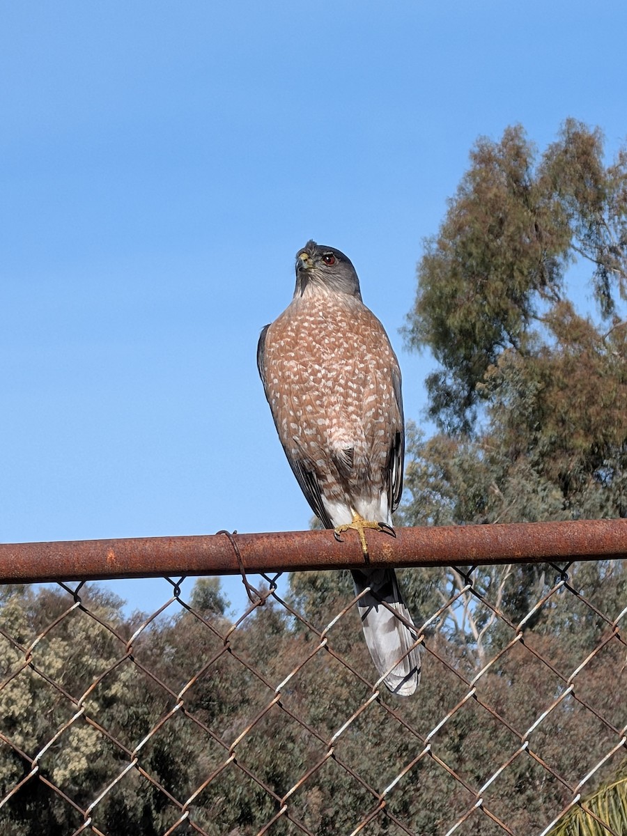 Gavilán de Cooper - ML647376617