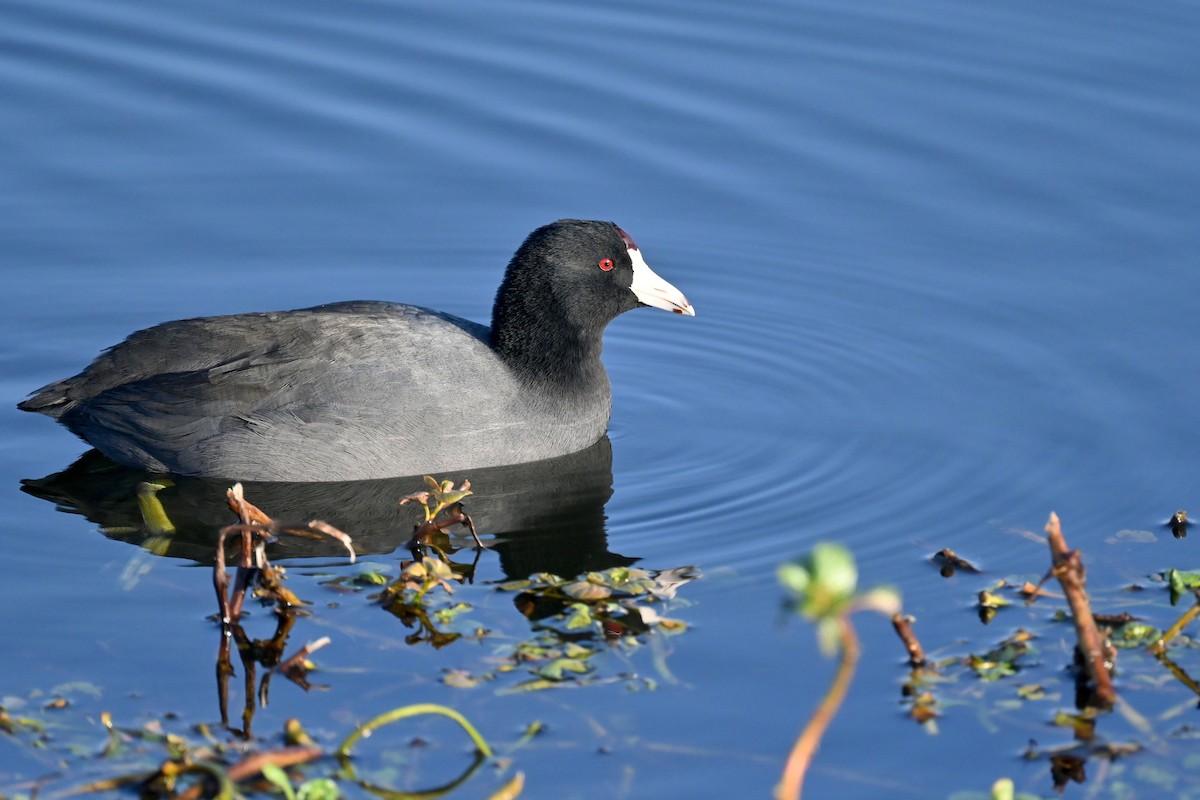 Focha Americana - ML647376618