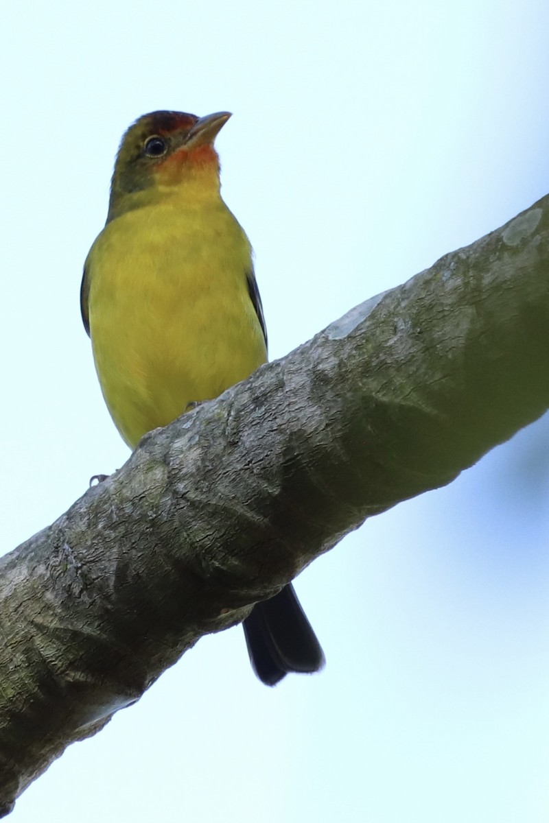 Piranga Carirroja - ML647376620