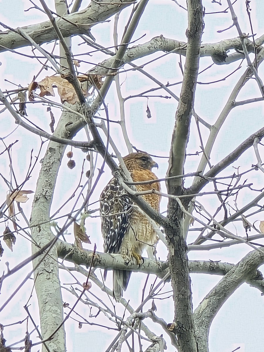 Busardo Pechirrojo - ML647376622