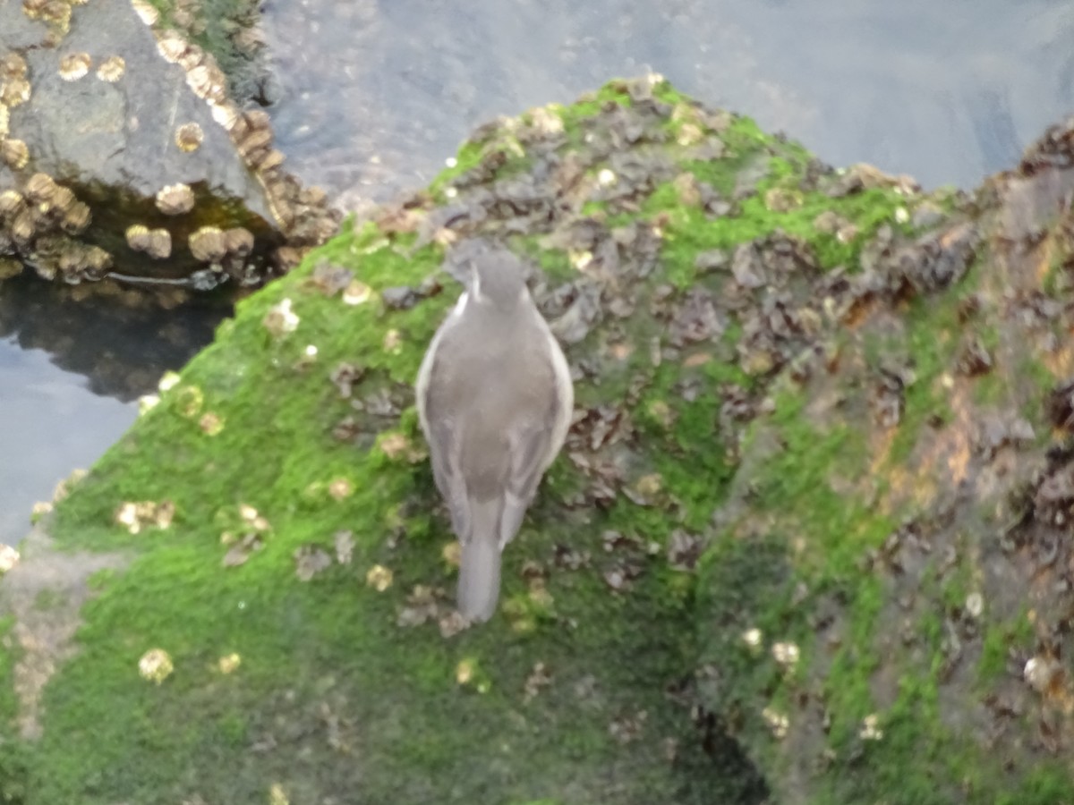 Remolinera sp. - ML647376623