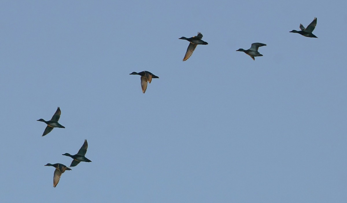 Ánade Friso - ML647376625