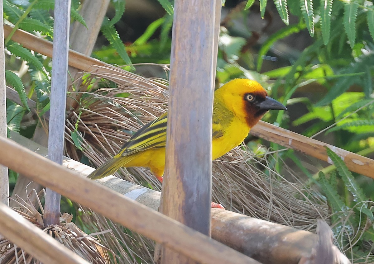 Tejedor Gorjipardo Norteño - ML647376626