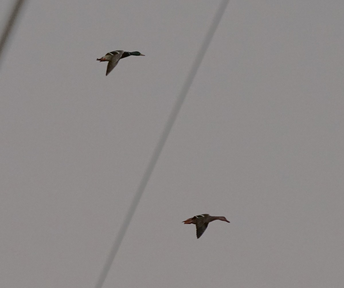 Ánade Azulón - ML647376627